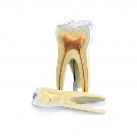 Модель Зуба людини