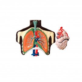 Барельєфна модель Будова легенів людини