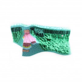 Модель Будова листка