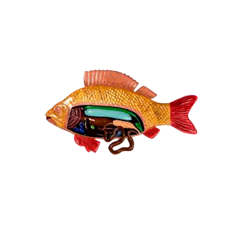 Барельєфна модель "Внутрішня будова риби"