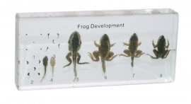 Вологий препарат «Розвиток жаби»