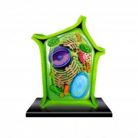 Клітина рослинна