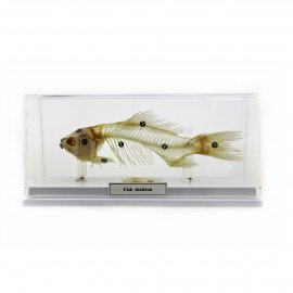 Модель Скелет риби