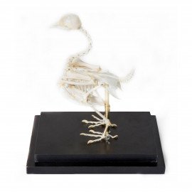 Модель Скелет голуба