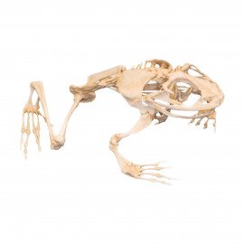 Модель Скелет жаби