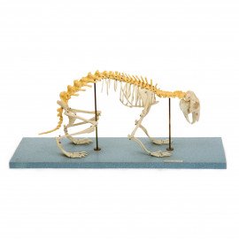 Модель Скелет кролика