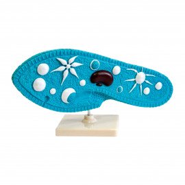 Модель Інфузорія туфелька