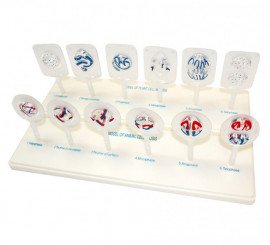 Модель Схема мітозу та мейозу