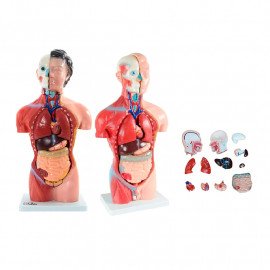 Модель Торс человека 42 см