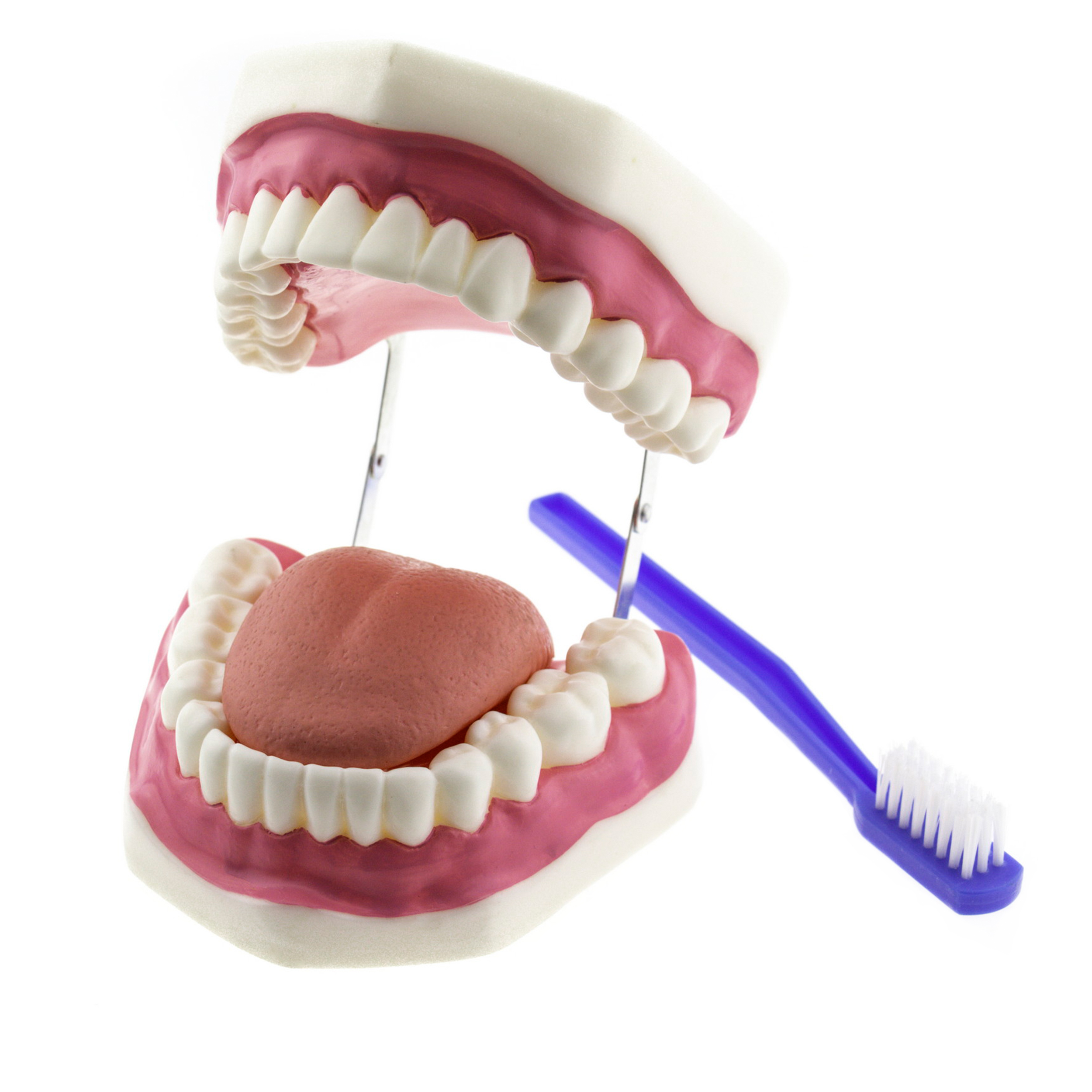 Гігієна зубів. Верхня та нижня щелепи людини