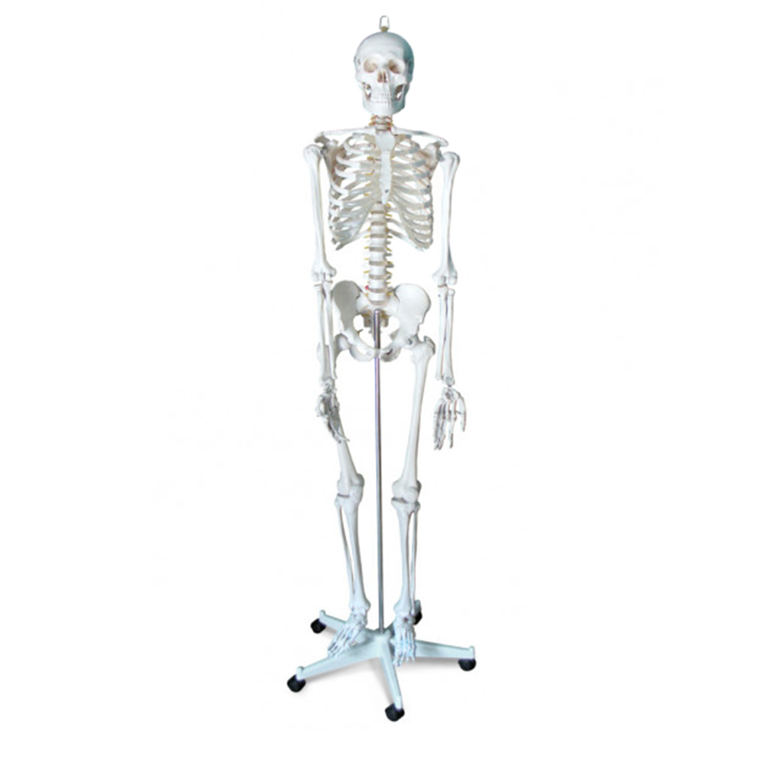 Скелет людини 170 см