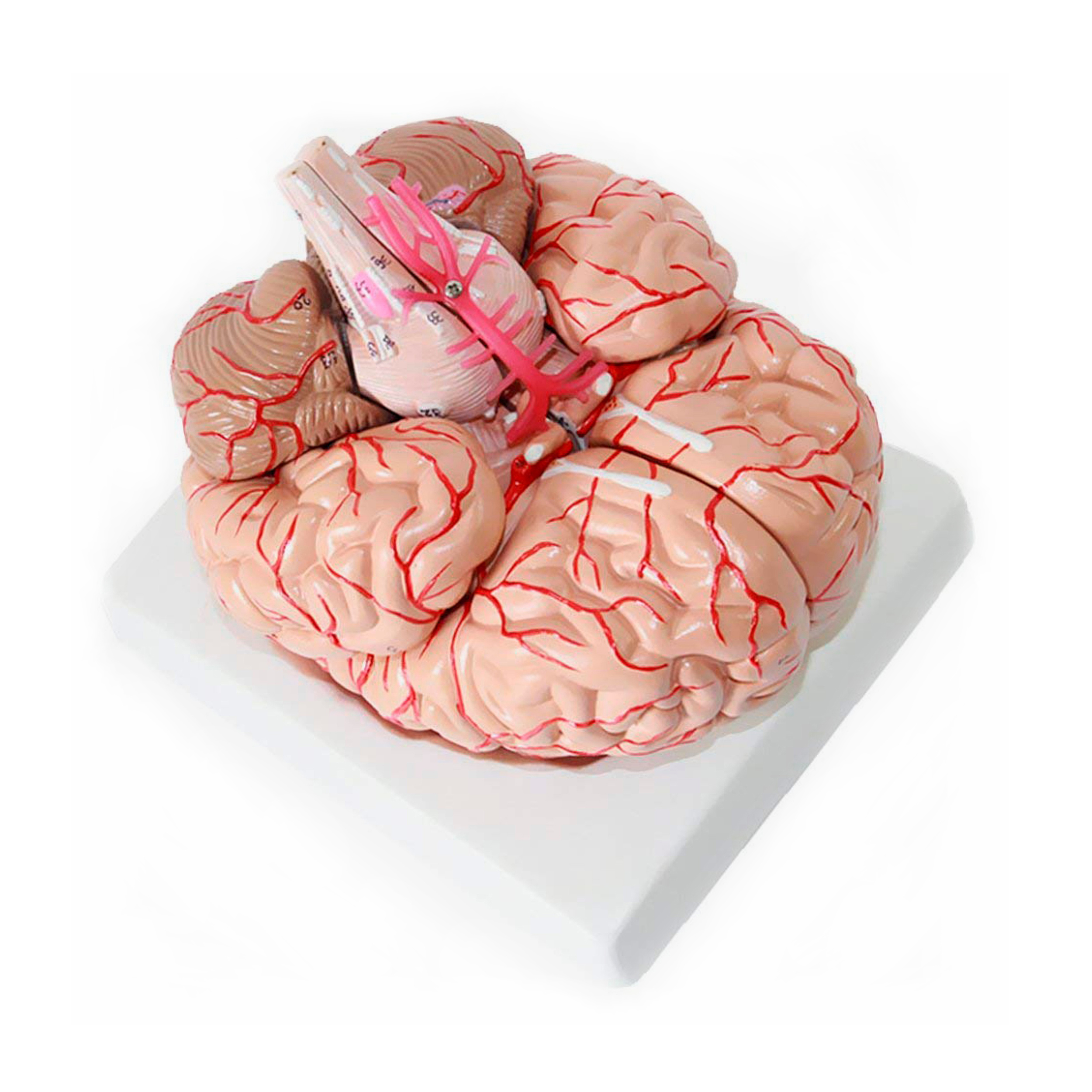 Модель "Головний мозок людини"