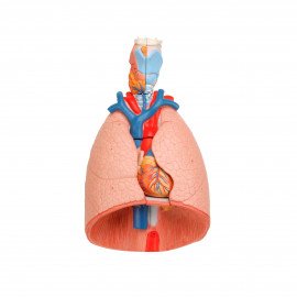 Модель Легкие человека