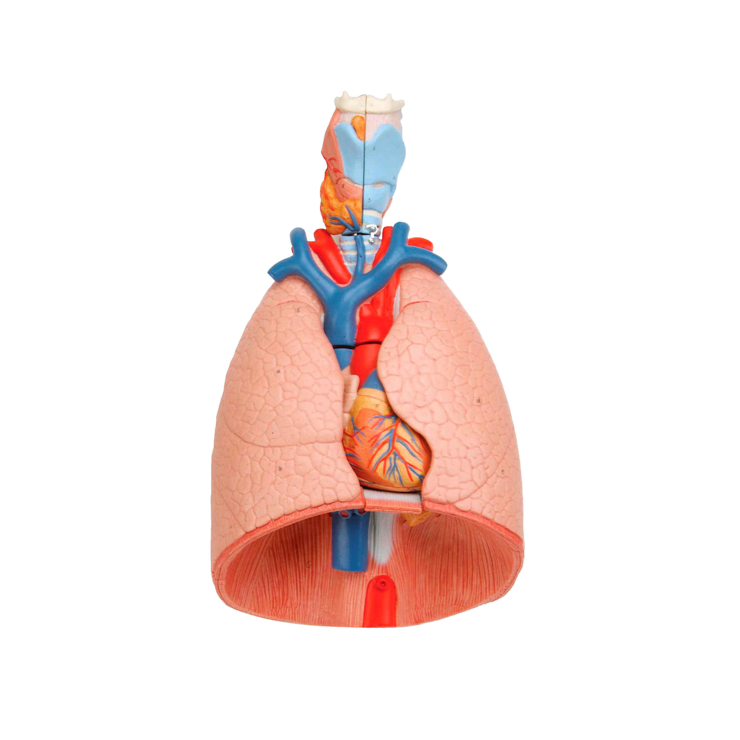 Модель "Легені людини"