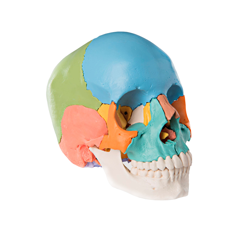Модель «Череп человека с раскрашенными костями»