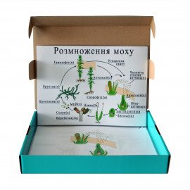 Модель – аппликация «Размножение мха»