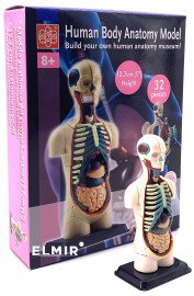 Модель туловища человека Edu—Toys сборная, 12,7 см