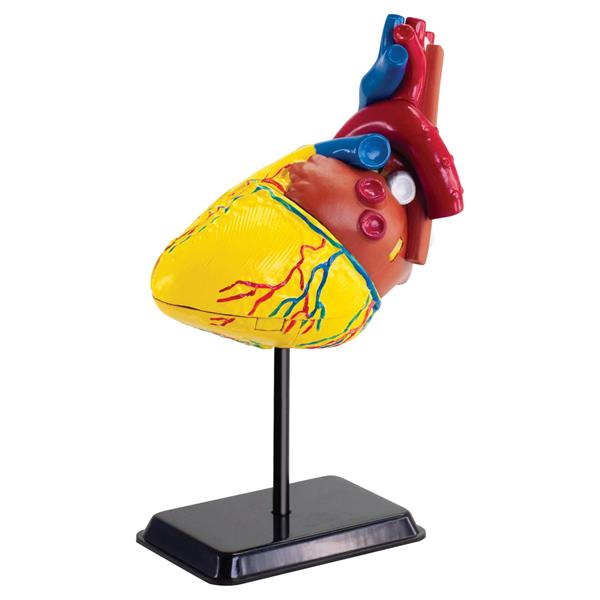 Модель серця людини Edu—Toys збірна, 14 см