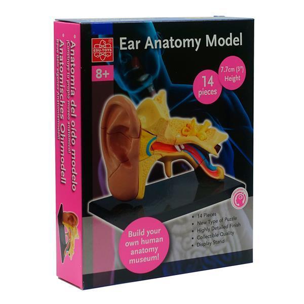 Модель анатомія вуха Edu-Toys збірна, 7,7 см