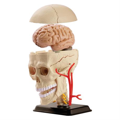 Модель черепа з нервами Edu—Toys збірна, 9 см (SK010)