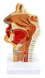 Модель Носоглотка людини