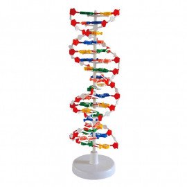 Модель структури РНК