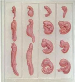 Ембріональний розвиток тварини
