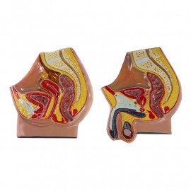 Барельєфні моделі Жіночі та чоловічі статеві органи. Сагітальний розріз