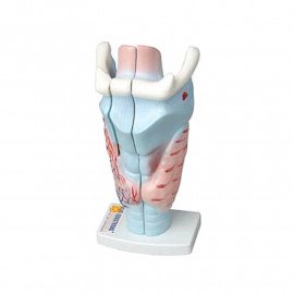 Модель Гортані