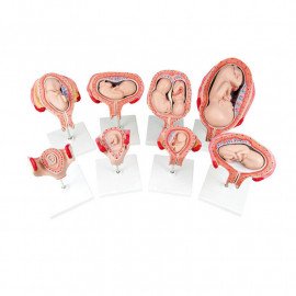 Модель Розвитку ембріона людини