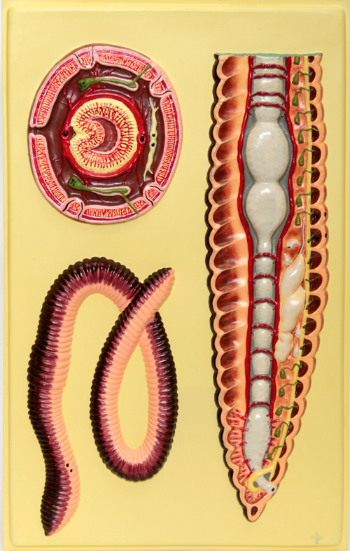Барельєфна модель Будова дощового черв'яка