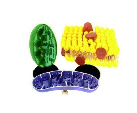 Модель Органоїди клітини