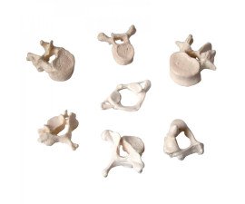 Модель Позвонки человека