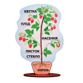 Демонстрационная модель – строение растения
