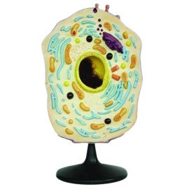 Модель Клітина тваринна