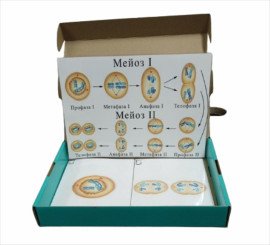 Модель-аппликация «Схема мейоза»