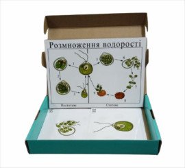 Модель-аппликация «Размножение водоросли»
