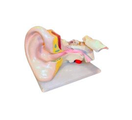 Модель Ухо человека