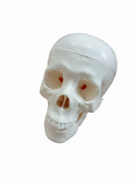 Модель Череп человека