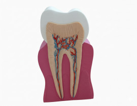 Модель Зуба людини