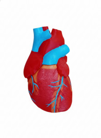 Модель сердца демонстрационная