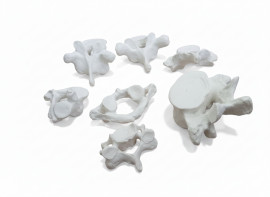 Модель Позвонки человека