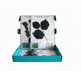 Гербарий "Жизненные формы цветковых растений"