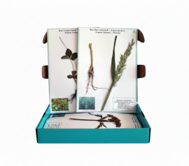 Гербарий "Систематика растений. Семья Пасленовые. Крестоцветные. Сложноцветные"