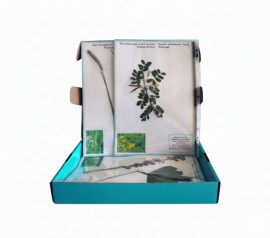 Гербарій "Систематика рослин. Родина Бобові. Родина злакові"