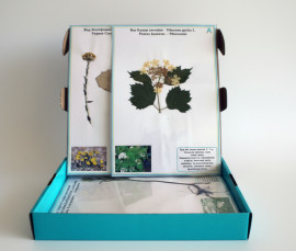 Гербарій "Лікарські рослини"