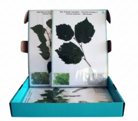 Гербарій "Життєві форми рослин"