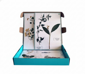 Гербарій «Різноманітність квіток»