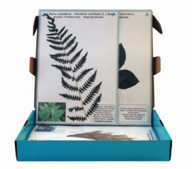 Гербарій "Рослини природних зон України"
