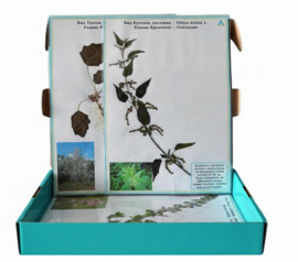 Гербарій "Дикорослі рослини"